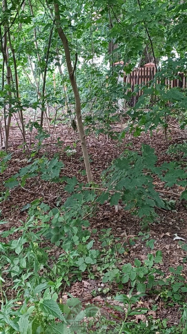 Działka Sprzedaż Warszawa Bielany 4